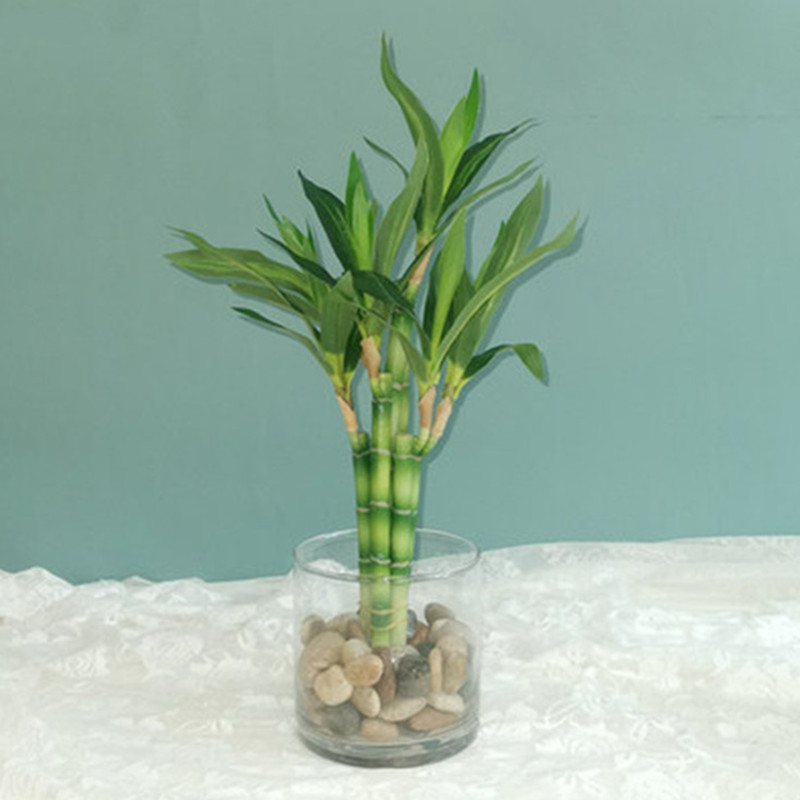 Aquarium Fish Items - Nieuwe 40cm kunstmatige geluksbamboe succulent nepplant