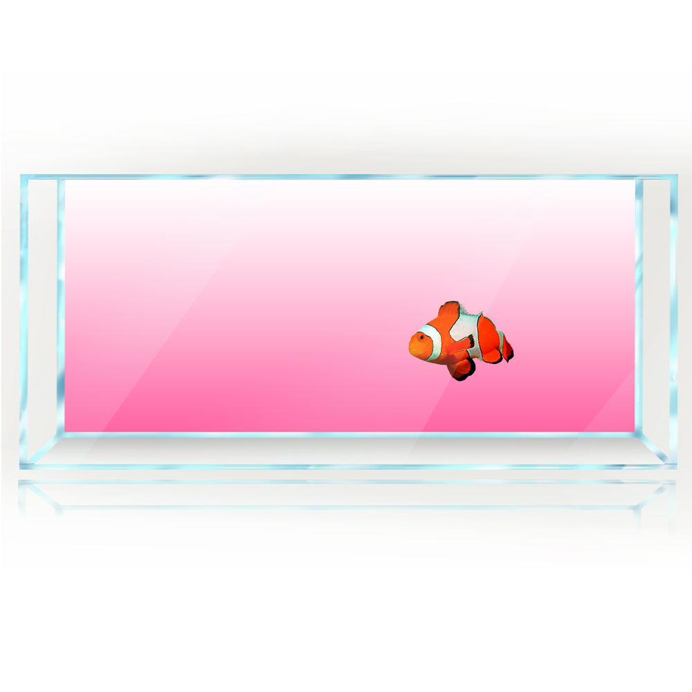 Aquarium Achtergrond Wit Geel  - Aquarium Fish Yellow And Black recensie en prijs